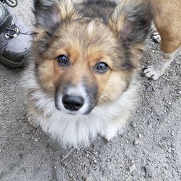 American Corgi, Companion Cross, Miniature Australian Shepherd, and Pembroke Welsh Corgi All Grown Up from FreckledCowgirlCorgis