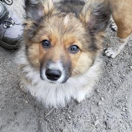 American Corgi, Companion Cross, Miniature Australian Shepherd, and Pembroke Welsh Corgi All Grown Up from FreckledCowgirlCorgis