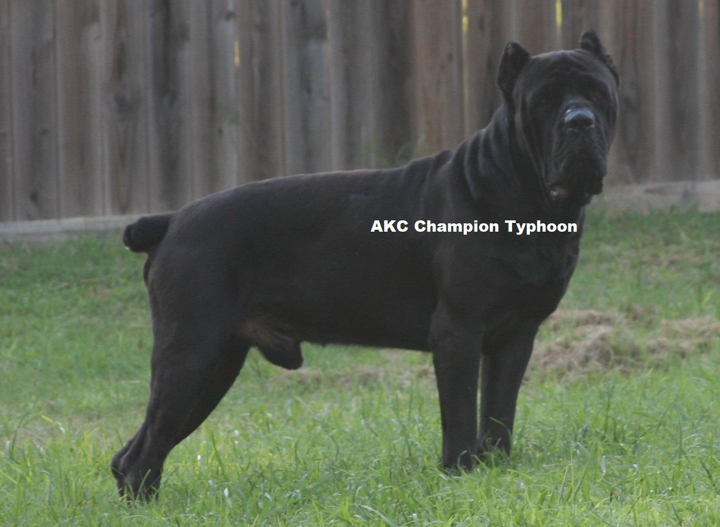 AKC Champion Typhoon