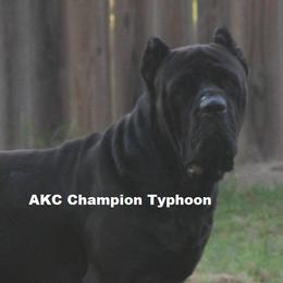 AKC Champion Typhoon - Cane Corso