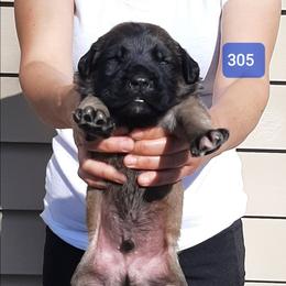 AKC PUP 305 - Fawn male Mastiff puppy in Ava, Missouri from Ozark Mountain Mastiffs