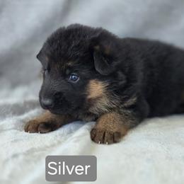 Silver Collar - Black and red female German Shepherd puppy in Sumner, Iowa from Vom Wilke Kennels