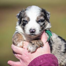 Green boy - Blue merle male Australian Shepherd puppy in Clarkrange, Tennessee from Vom Wolff