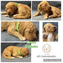 Green - Apricot male Goldendoodle puppy in Rockford, Ohio from 419 Goldendoodles