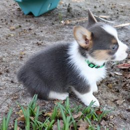 Pembroke Welsh Corgi Puppies from Crown AB Farms Pembroke Welsh Corgis