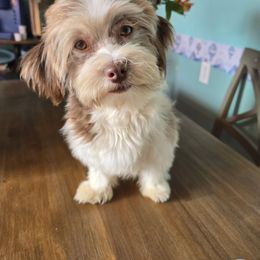 Asha - Havanese