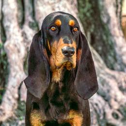 Binky - Black and Tan Coonhound