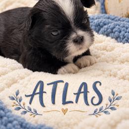 Atlas - Sable male Shih Tzu puppy in Montgomery, Texas from Furbourne Farm