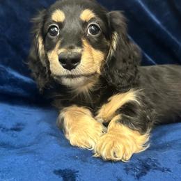 Asparagus - Black and cream male Dachshund puppy in Memphis, Tennessee from River City Doxies