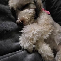 Havanese All Grown Up from Puppies For A Purpose