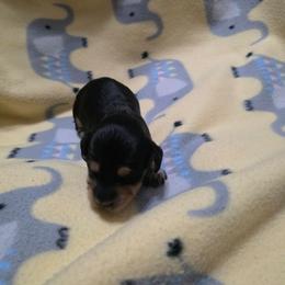 Brown collar boy - Black and cream male Dachshund puppy in Sour Lake, Texas from Rigdon's dachshunds