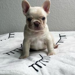 Viscount Anthony - White male French Bulldog puppy in Conroe, Texas from Haynes French Bulldogs