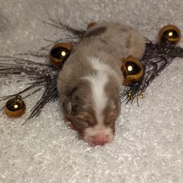 Australian Shepherd Puppies from Firelight Australian Shepherds
