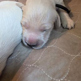 Black - Golden male Golden Retriever puppy in Lucasville, Ohio from Halo Kennels