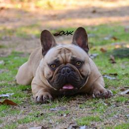Rougarou - Fawn male French Bulldog puppy in Franklinton, Louisiana from Little Women's Frenchies & Corgis