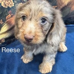 Reese - Dapple female Dachshund puppy in Cabool, Missouri from Dachshund's of Country Magic Farms in Missouri