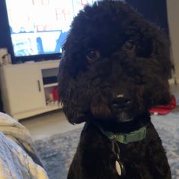 Goldendoodle All Grown Up from Magnolia Doodles co.