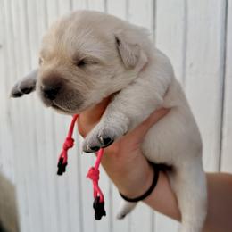 Pink - Yellow female Labrador Retriever puppy in At Henry, Ohio from Hickory Creek Labs