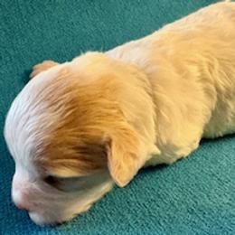Black collar girl - White female Maltipoo puppy in Silver Springs, Florida from Puppy Love Palace at HB Farm