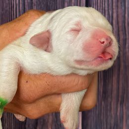 Green Girl - White female Great Pyrenees puppy in Elfrida, Arizona from Outlaw Acres Farm & Kennels