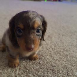 Long hair Chocolate Dapple girl - Dapple female Dachshund puppy in Woodward, Oklahoma from Oklahoma AKC Miniature Dachshunds