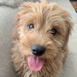 Goldendoodles from Josie’s Doodles