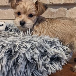 Yorkshire Terrier Puppies from Gina's Yorkshire Terriers