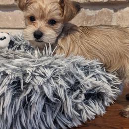 Yorkshire Terrier Puppies from Gina's Yorkshire Terriers