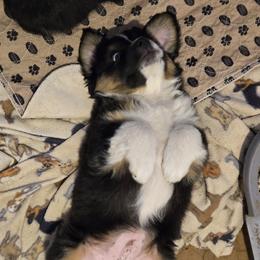 Australian Shepherd and Miniature Australian Shepherd Puppies from Cara Harker