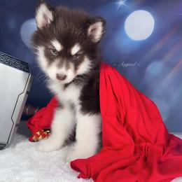 Blue collar M - Alaskan Malamute puppy in Spokane, Washington from Asgard Wooly Malamutes