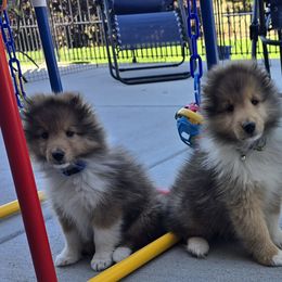 Shetland Sheepdog Puppies from Trio Shelties