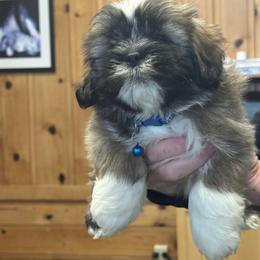 Julian  Akc boy 3  blue collar boy - Black and tan male Lhasa Apso puppy in Chico, California from Lhasa Apsos of northern Ca . Biewer terriers of northern California