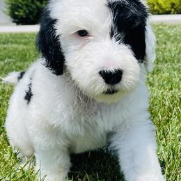 Sheepadoodle Puppies from M&B Puppy Love