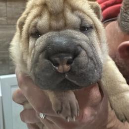 Chinese Shar-Pei Puppies from Blackwitch Farms