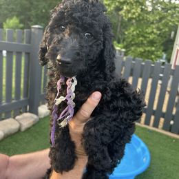 Lilly (purple and silver girl) - Black female Poodle puppy in Gainesville, Georgia from Rose’s Goldendoodles & Standard Poodles