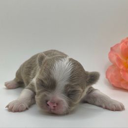 Mei - Blue and white female Chihuahua puppy in Silver Summit, Utah from Snow Peak Kennel
