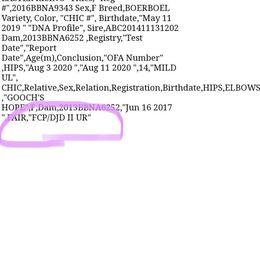 Boerboel Puppies from Heritage Boerboels