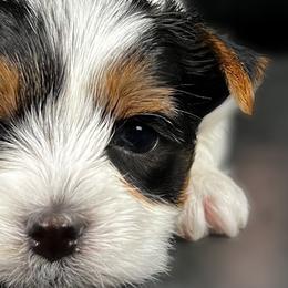 Biewer Terriers from Yoli's Yorkies