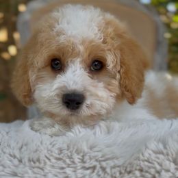June - Blenheim female Cavapoo puppy in Arlington, Texas from Van Haselen Poodles and Doodles