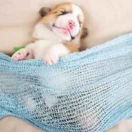 American Corgi and Pembroke Welsh Corgi Puppies from Constellation Corgi