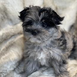 APRI registered Indy - Parti male Yorkshire Terrier puppy in Bennettsville, South Carolina from Cottonwood Maltese