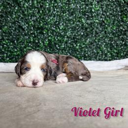 Violet Girl - Blue merle female Bernedoodle puppy in Modesto, California from Two Doods Doodles