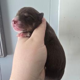 Red and tan boy - Red and white male Siberian Husky puppy in East Otto, New York from Howling Huskies