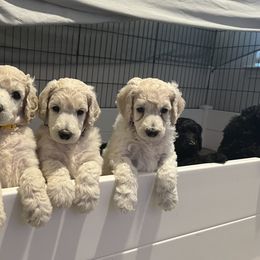 Poodle Puppies from Tyler Family Poodles