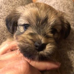 Havanese Puppies from Sandy’s Havanese
