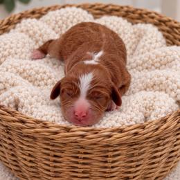 Zack - Red male Cavapoo puppy in Salt Lake City, Utah from SunnySide Mini Doodles