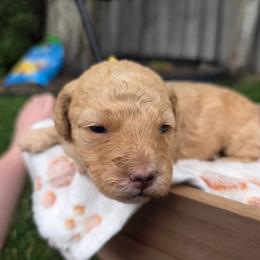 Layla - Red female Bernedoodle puppy in Blackfoot, Idaho from Draper Mountain Doodles