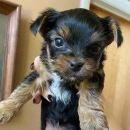 Yorkshire Terriers from Tiny Pine Kennel