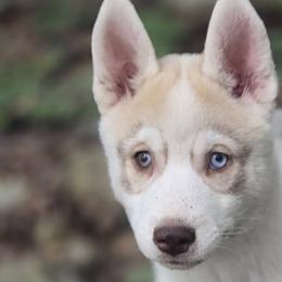 Siberian Huskies from Shimmermint Siberians