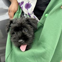 Miniature Schnauzer Puppies from Miniature Schnauzers of Delmarva